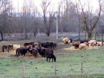 Pašnjak Dragana Marjanovića