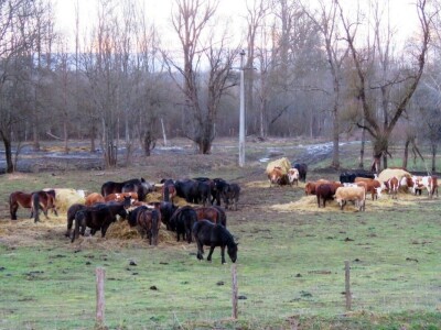 Pašnjak Dragana Marjanovića