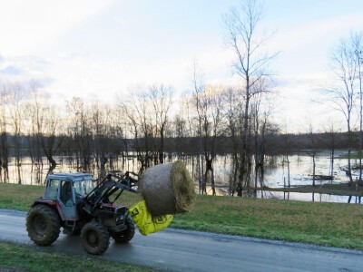 Pašnjak Dragana Marjanovića