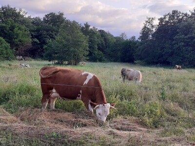 Solarni električni pastir za zaštitu stada