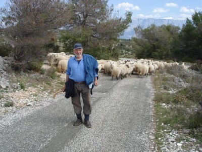 Pastir i  stado ovaca na Braču