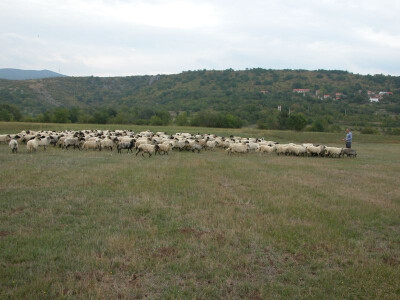 Markulinovo stado ovaca uz bistru Cetinu
