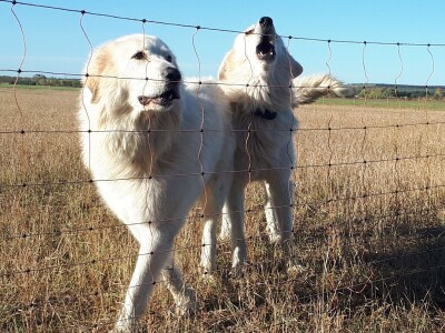 Mr. Jasna Jeremić: Od 17 križanaca vukova i pasa 16 ih je u Dalmaciji
