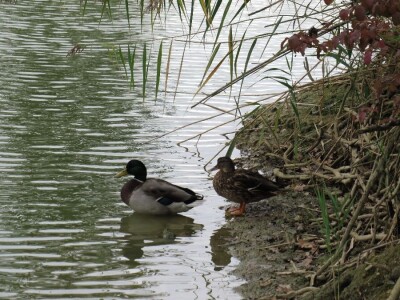 Promatranje ptica Promatranje ptica