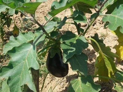 Patlidžan Patlidžan