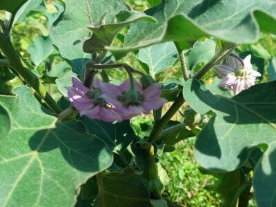 Patlidžan Patlidžan