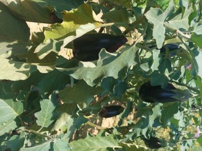 Patlidžan Patlidžan