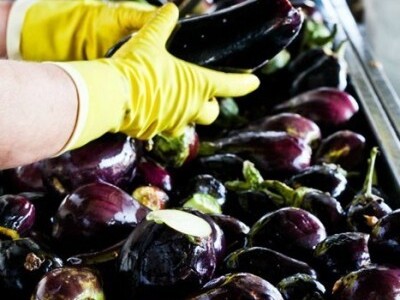 Uzgoj domaćeg patlidžana