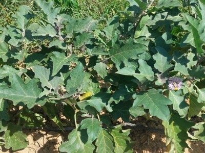 Patlidžan Patlidžan