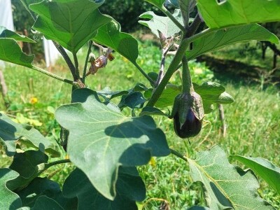 Patlidžan Patlidžan