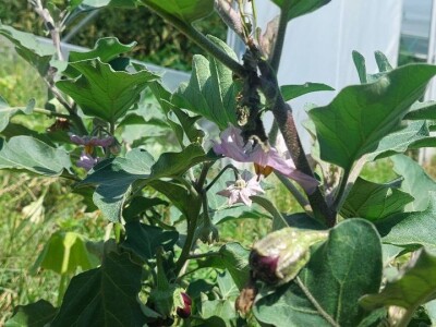 Patlidžan Patlidžan