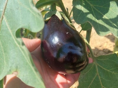 Patlidžan Patlidžan