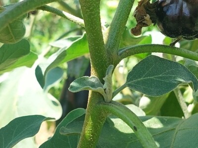 Patlidžan Patlidžan