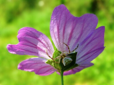 Pauci u Istri - crna udovica
