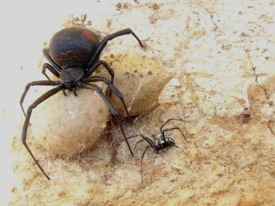 Pauci u Istri - crna udovica