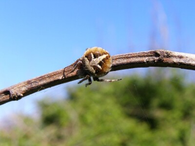 Pauci u Istri - crna udovica