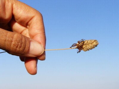 Pauci u Istri - crna udovica