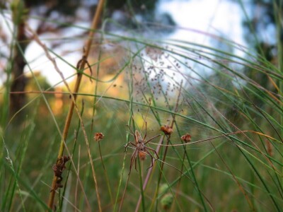 Pauci u Istri - crna udovica