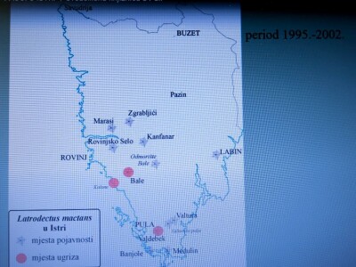 Pauci u Istri - crna udovica