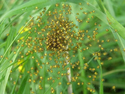 Pauci u Istri - crna udovica