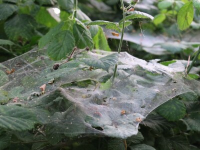 Pauci u Istri - crna udovica