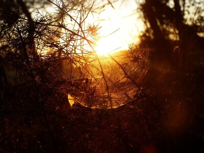 Pauci u Istri - crna udovica