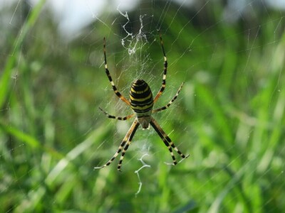Pauci u Istri - crna udovica