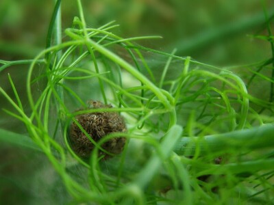 Pauci u Istri - crna udovica