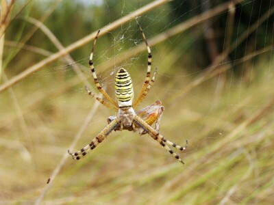 Pauci u Istri - crna udovica