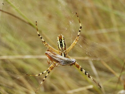 Pauci u Istri - crna udovica