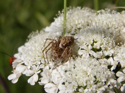 Pauci u Istri - crna udovica