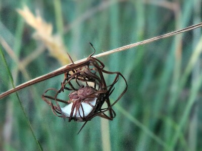 Pauci u Istri - crna udovica