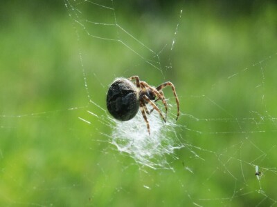 Pauci u Istri - crna udovica