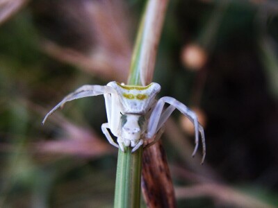 Pauci u Istri - crna udovica