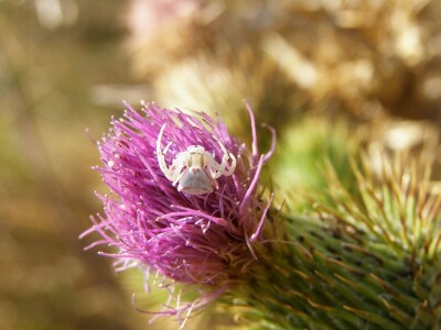 Pauci u Istri - crna udovica