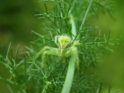 Pauci u Istri - crna udovica