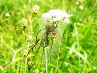 Pauci u Istri - crna udovica