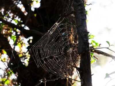 Pauci u Istri - crna udovica