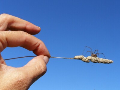 Pauci u Istri - crna udovica