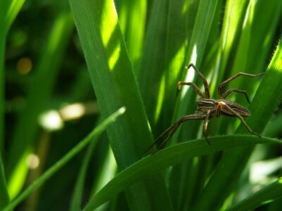 Pauci u Istri - crna udovica