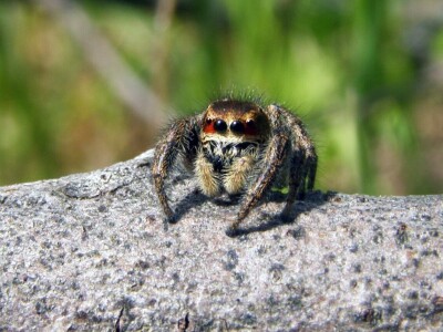 Pauci u Istri - crna udovica