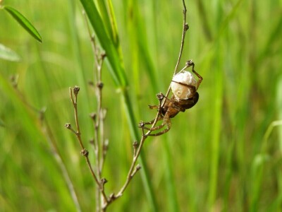 Pauci u Istri - crna udovica