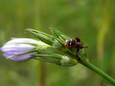 Pauci u Istri - crna udovica