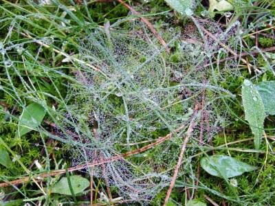 Pauci u Istri - crna udovica