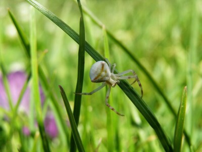 Pauci u Istri - crna udovica