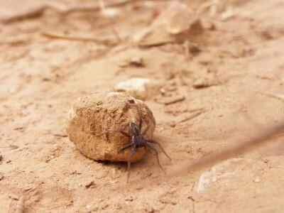 Pauci u Istri - crna udovica