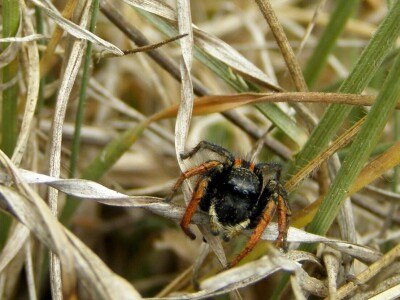 Pauci u Istri - crna udovica