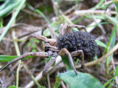 Pauci u Istri - crna udovica