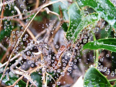 Pauci u Istri - crna udovica