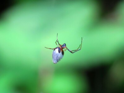 Pauci u Istri - crna udovica
